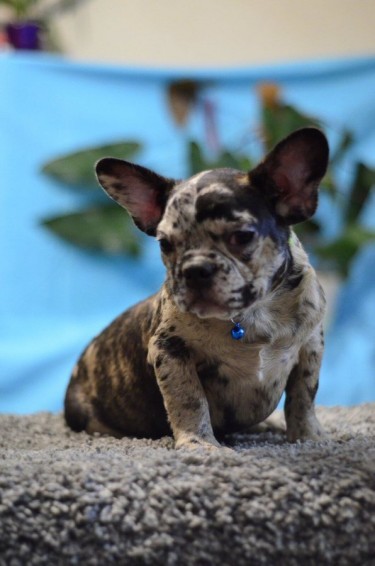 Two Adorable French Bulldog Puppies For Adoption