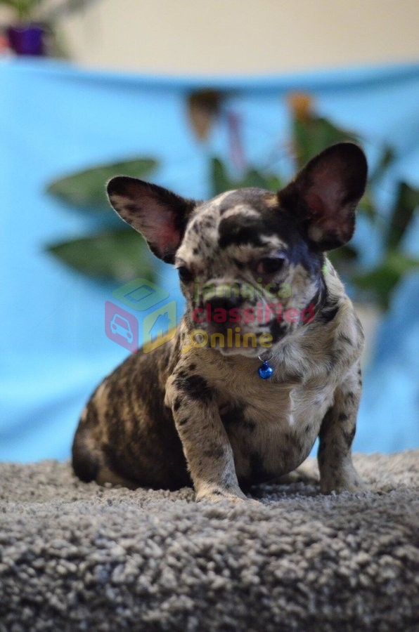 Two Adorable French Bulldog Puppies For Adoption for sale ...