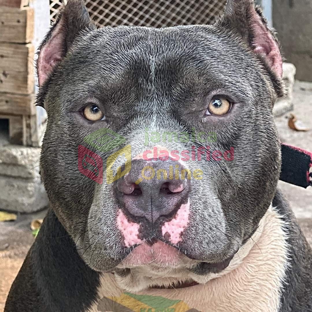 BLUE AMERICAN BULLY AVAILABLE FOR STUD for sale in Kingston Kingston St