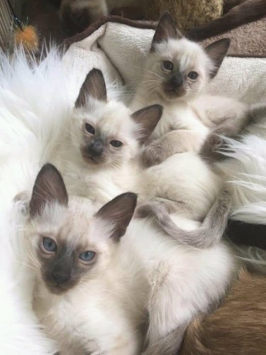 Beautiful Siamese Kittens Available