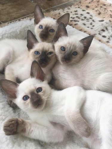 Beautiful Siamese Kittens Available