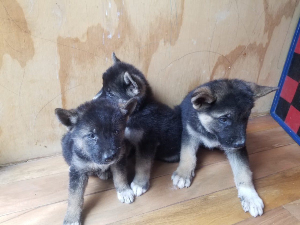 Akita/ Shepherd Mix Puppies for sale in Kingston Kingston