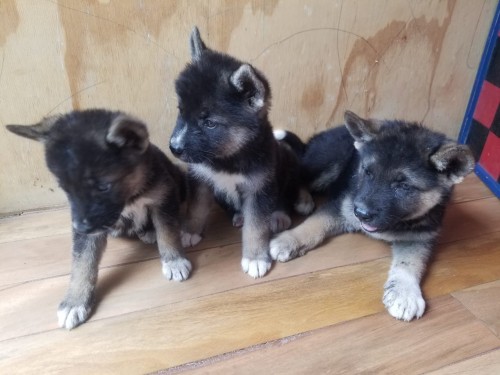 Akita/ Shepherd Mix Puppies