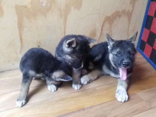 Akita/ Shepherd Mix Puppies