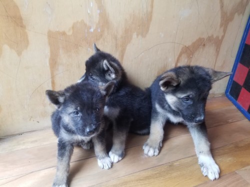 Akita/ Shepherd Mix Puppies