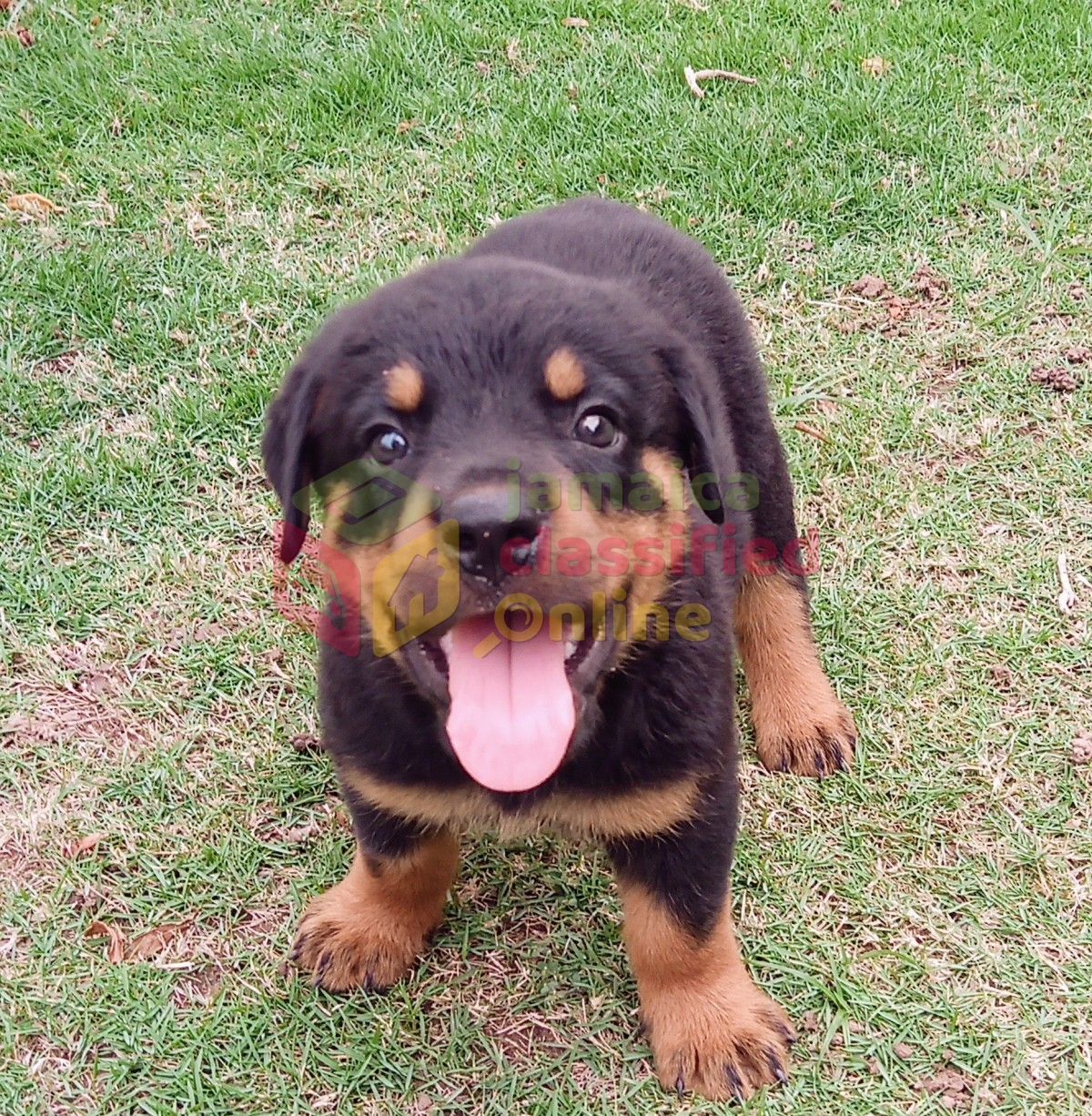 Rottweiler Puppies for sale in Kingston Kingston St Andrew