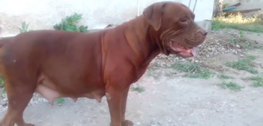 French Mastiff X Great Dane (RUNT)