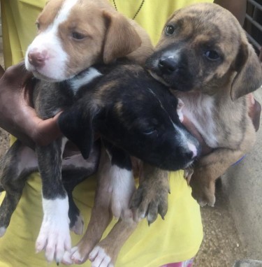 Half Breed American Pit Bull Terrier Puppies