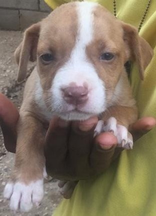 Half Breed American Pit Bull Terrier Puppies