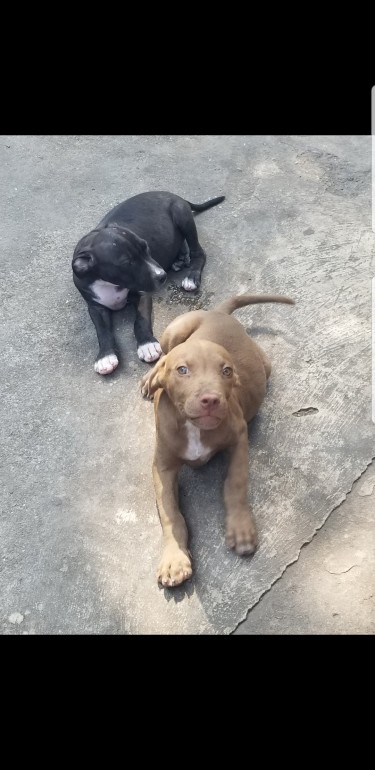 5 MONTH OLD BABY PITBULL FOR SALE 