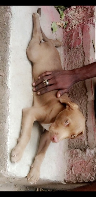 5 MONTH OLD BABY PITBULL FOR SALE 