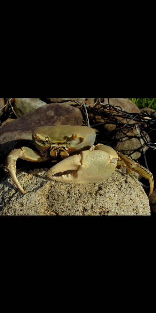 Large Land Crabs
