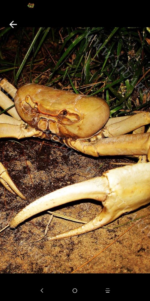 Large Land Crabs