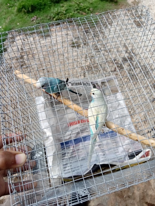 Budgies With Cage