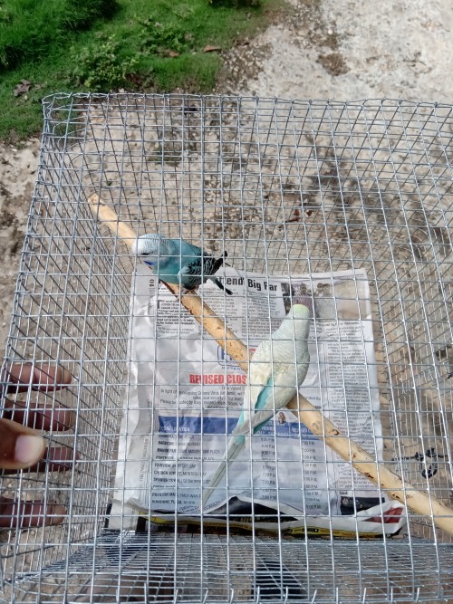 Budgies With Cage