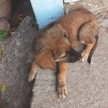 2 Female Rottweiler X German Shepherd Pups