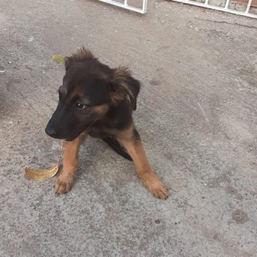 2 Female Rottweiler X German Shepherd Pups