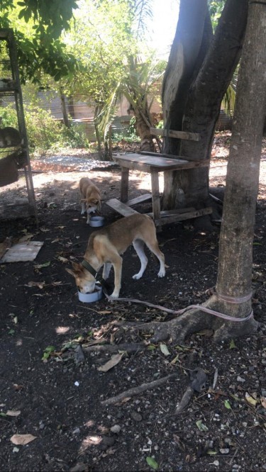 7months Female Akita Mastiff