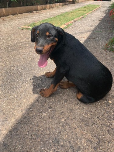 4 Months Old Rottweiler