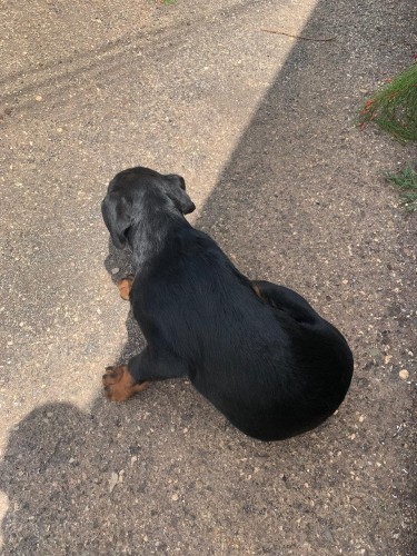 4 Months Old Rottweiler