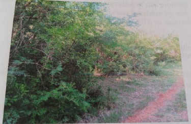 Land For Sale 1 Acre