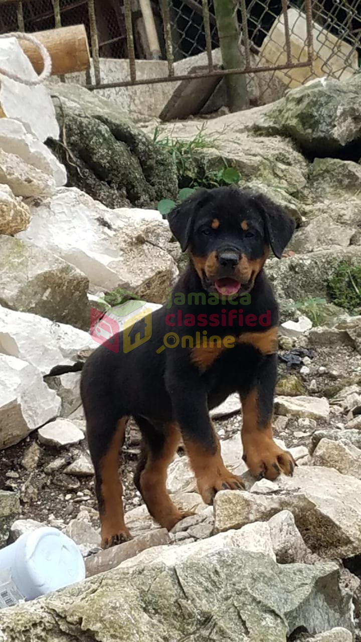 3-month-old-rottweiler-pup-only-one-leff-for-sale-in-kingston-kingston