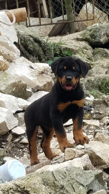 3 Month Old Rottweiler Pup Only One Leff