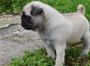 Pug Puppies Ready To Go Home...whatsapp Me At: +44