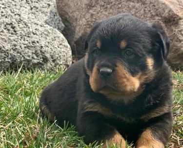 Rottweiler Puppies ..whatsapp Me At: +447418348600