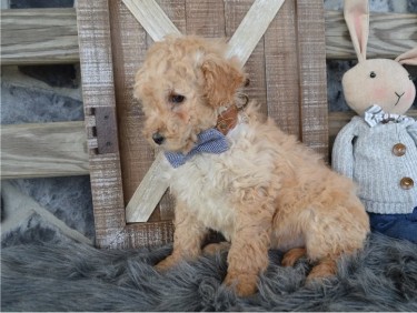 Toy Poodle Pups..whatsapp Me At: +447418348600