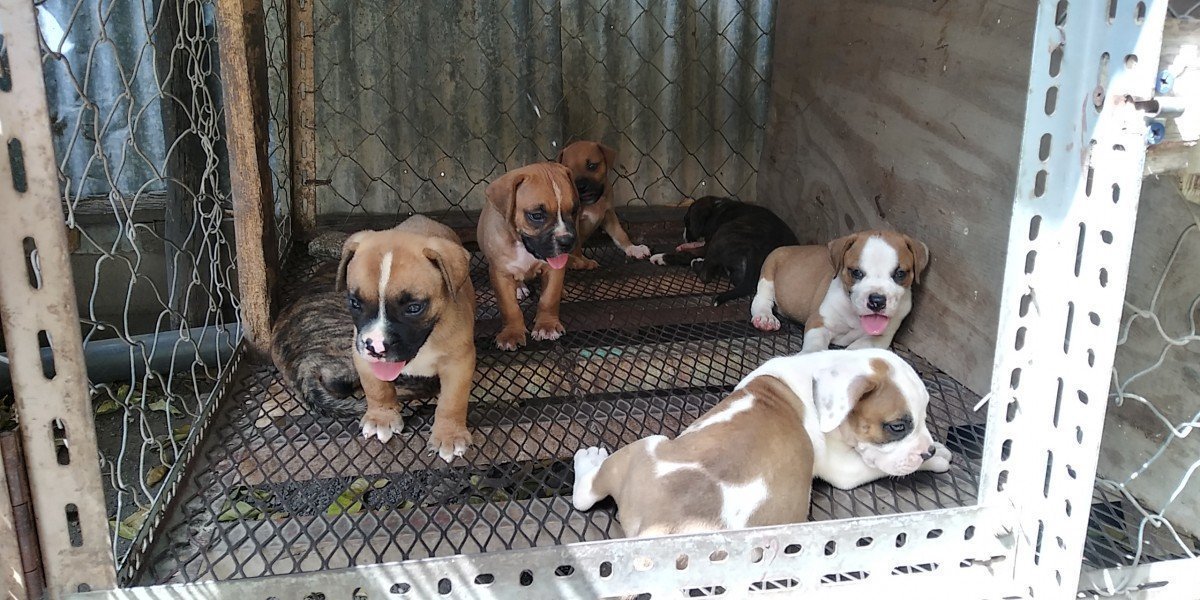 14 Week French Mastiff Mix X Bulldog Puppies for sale in