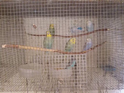 Budgies Now Available ,also Budgie With A Cage