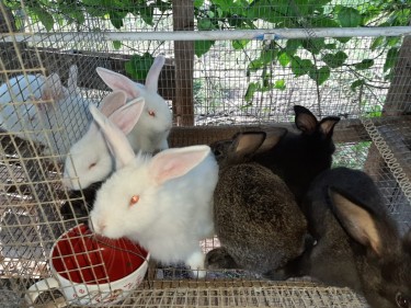 Flemish Giant Mix And Straight Breed Rabbits
