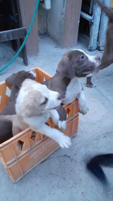 Pitbull Pups For Sale.