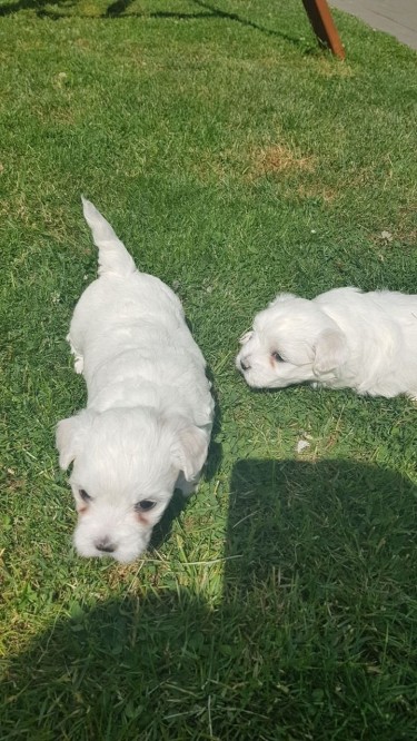 Championbloodline Maltese Dogs With All Papers 