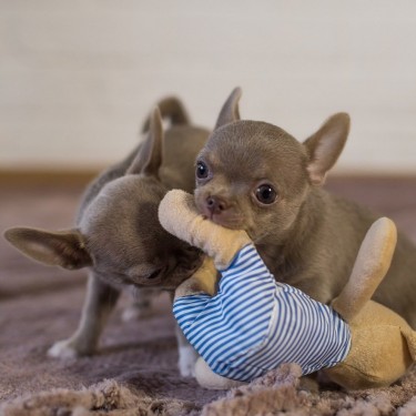 Stunning Chihuahua Puppies