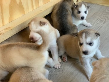 3 Amazing Husky Puppies For Sale !!