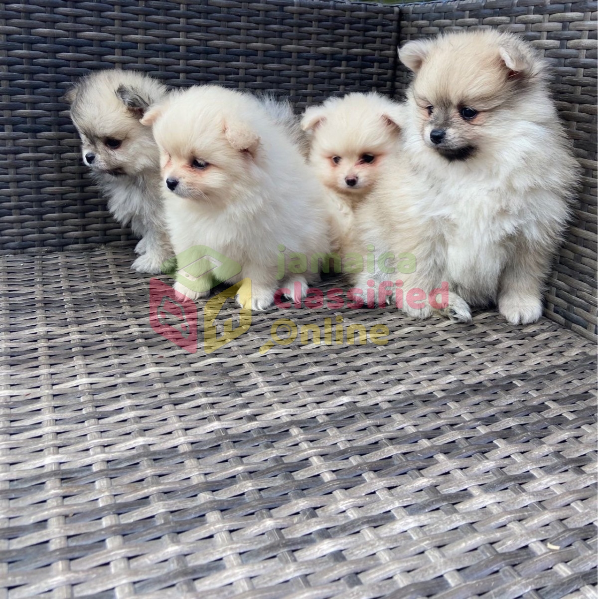 Super Fluffy Pomci Pups *licensed * for sale in Trinidad