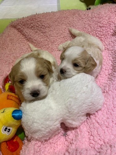 Stunning Quality Maltipoo Puppies