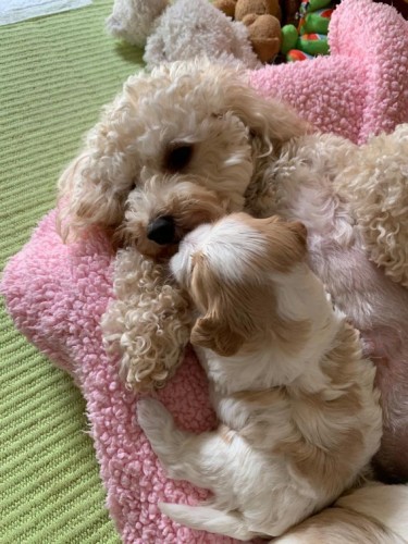 Stunning Quality Maltipoo Puppies