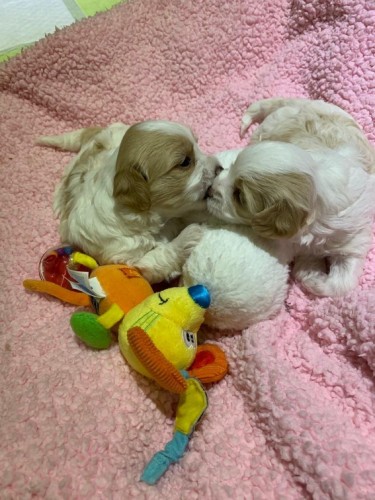 Stunning Quality Maltipoo Puppies