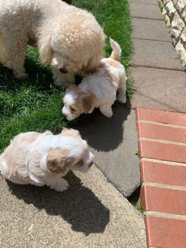 Stunning Quality Maltipoo Puppies