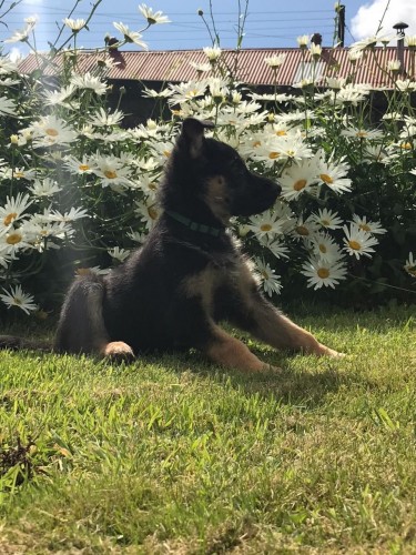 German Shepherd Puppies