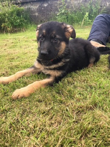 German Shepherd Puppies