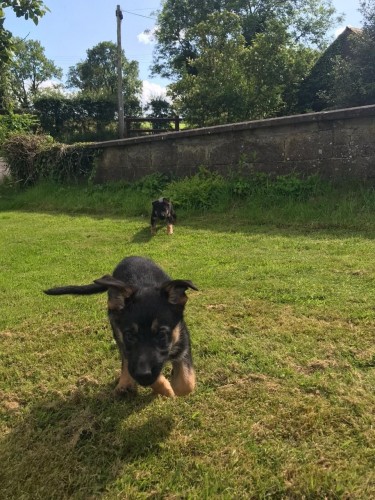 German Shepherd Puppies