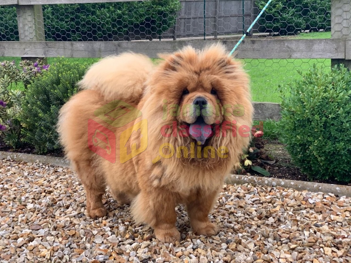 Red Chow Chow Puppies for sale in Trinidad And Tobago