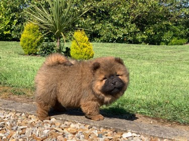  Red Chow Chow Puppies