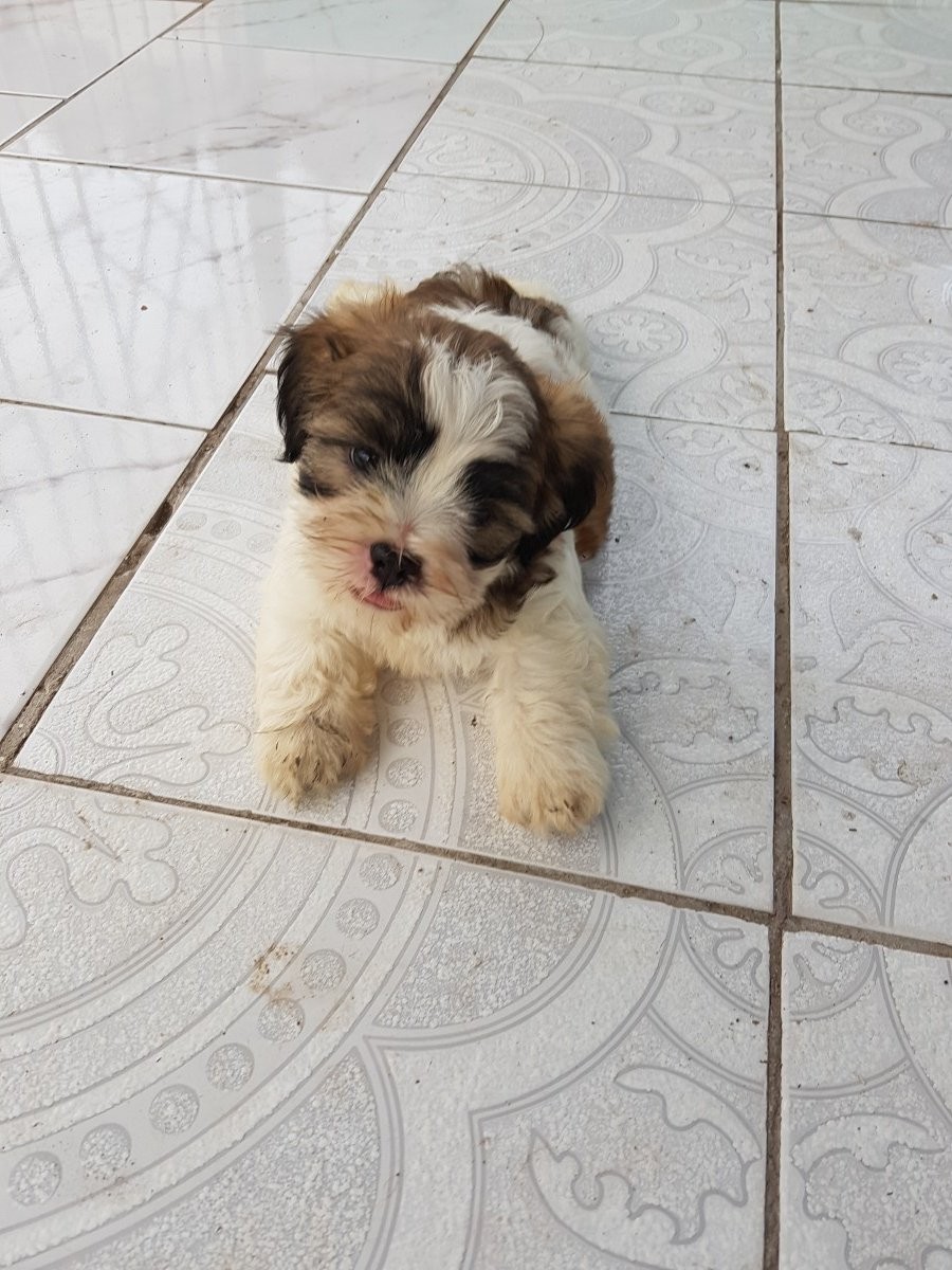 Male Shihtzu Poodle Pupp for sale in Patrick City Kingston St Andrew - Dogs