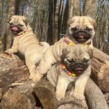 Beautiful Lovely Pug Puppies For Adoption