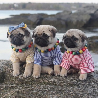 Beautiful Lovely Pug Puppies For Adoption